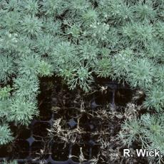 Rhizoctonia web blight on artemisia