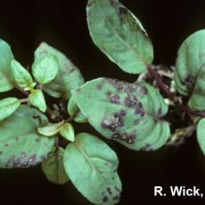 Bacterial leaf spot on Fuchsia