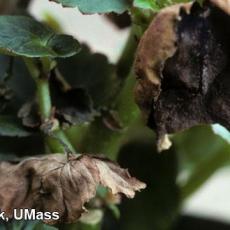 Foliar nematode injury on Begonia (Aphelenchoides species) 