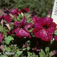 Chemical injury on petunia flowers caused by Botran