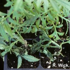 Stem canker on marigold caused by Botrytis cinera