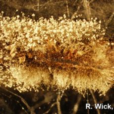 Botrytis spores on Geranium