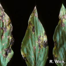Leaf spot on Hosta caused by Botrytis cinera
