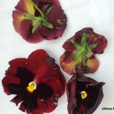 Botrytis on pansy blossoms