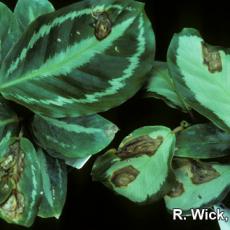 Calathea – Pseudomonas Leaf Spot