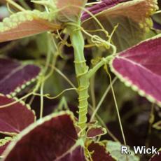 Coleus - Dodder