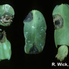 Schlumbergera - Drechslera Leaf Spot and Stem Rot