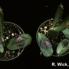 Schlumbergera - Drechslera Leaf Spot and Stem Rot