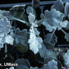 Dusty miller – Alternaria