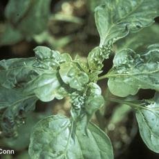 Aphids – Foxglove aphid feeding injury on pepper