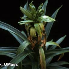 Easter lily – Foliar nematodes (Aphelenchoides species)