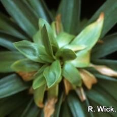 Easter lily – Foliar nematodes (Aphelenchoides species)