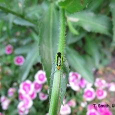 Four-lined Plant Bug Adult