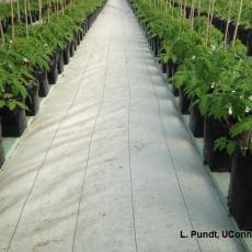 Using white reflective plastic mulch to maximize light in greenhouse tomatoes
