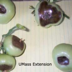 Blossom-end rot on greenhouse tomatoes