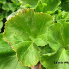 Geranium foliage with "bronze speckle" symptoms due to low medium pH
