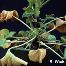 Botrytis on Geranium