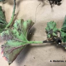 Black leg on geranium caused by Pythium