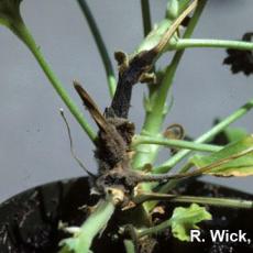 Botrytis on Geranium