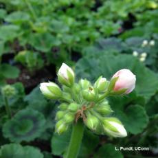 Geranium flower bud blast due to furnace malfunction