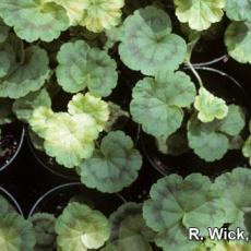 Heat injury (or hot air injury) on geranium