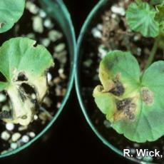 Bacterial leaf spot on geranium caused by Pseudomonas syringae