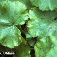 Bacterial leaf spot on geranium caused by Pseudomonas syringae