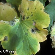 Bacterial leaf spot on geranium caused by Pseudomonas syringae