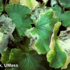 Bacterial leaf spot on geranium caused by Pseudomonas syringae