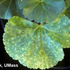 Pelargonium Flower Break Virus (PFBV) on Geranium