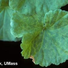 Pelargonium Flower Break Virus (PFBV) on Geranium