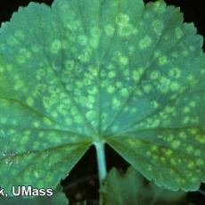 Pelargonium Flower Break Virus (PFBV) on Geranium