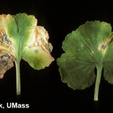 Bacterial leaf spot on geranium caused by Pseudomonas syringae