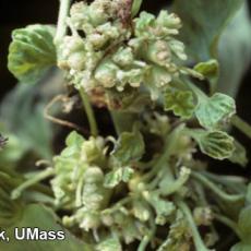 Rhodococcus fasciens on geranium