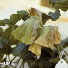 Xanthomonas on geranium