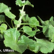 Xanthomonas on geranium