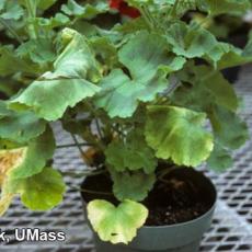 Xanthomonas on geranium