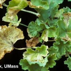 Xanthomonas on geranium