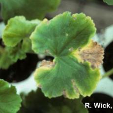 Xanthomonas on geranium