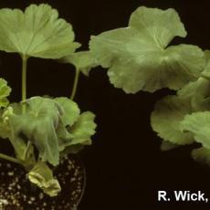 Xanthomonas on geranium