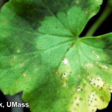 Xanthomonas on geranium