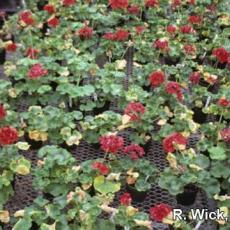 Xanthomonas on geranium