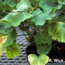 Xanthomonas on geranium