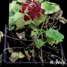 Xanthomonas on geranium