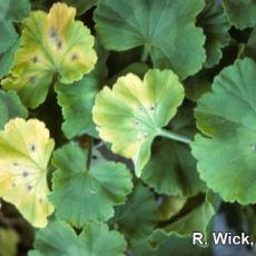 Xanthomonas on geranium