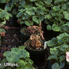 Xanthomonas on geranium