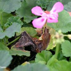 Botrytis - Promoted by flowers dropping from hanging baskets