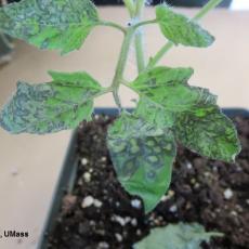 INSV on Tomato Plant