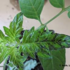 INSV on tomato plant