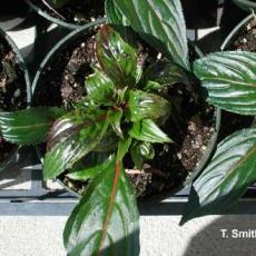 New Guinea Impatiens – Impatiens Necrotic Spot Virus (INSV)